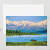 Bull moose in Wonder Lake Bedankkaart (Voorkant / Achterkant)