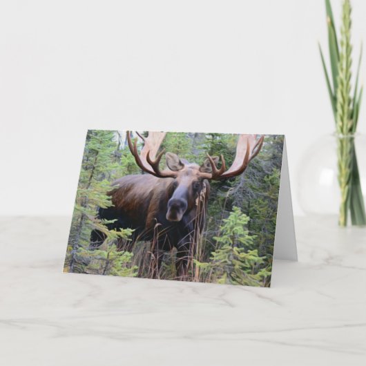 Bull Moose Kaart (Voorkant)