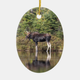 Bull Moose Keramisch Ornament