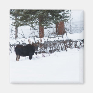 Bull Moose Magneet