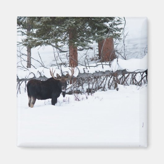Bull Moose Magneet (Voorkant)