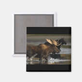 Bull Moose Magneet (Voorkant / Achterkant)