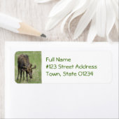 Bull Moose Mailing Label (Insitu)