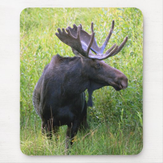 Bull Moose Muismat (Voorkant)