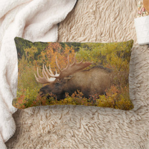 Bull Moose Nationaal park Denali, Alaska Kussen
