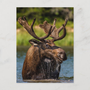 Bull Moose   Nationaal park Glacier Montana Briefkaart