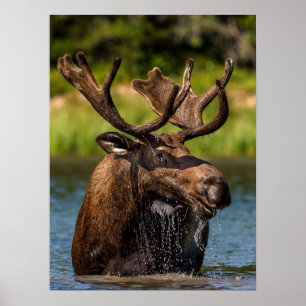 Bull Moose Nationaal park Glacier Montana Poster