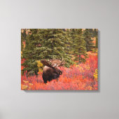 Bull Moose Permanent in Red Dwarf Birch Canvas Afdruk (Voorkant)