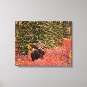 Bull Moose Permanent in Red Dwarf Birch Canvas Afdruk
