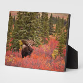 Bull Moose Permanent in Red Dwarf Birch Fotoplaat (Zijkant)