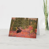 Bull Moose Permanent in Red Dwarf Birch Kaart (Voorkant)