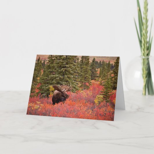 Bull Moose Permanent in Red Dwarf Birch Kaart (Voorkant)