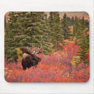 Bull Moose Permanent in Red Dwarf Birch Muismat