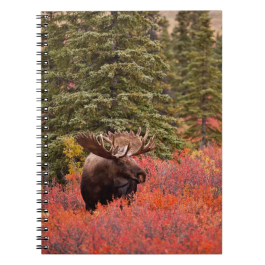 Bull Moose Permanent in Red Dwarf Birch Notitieboek (Voorkant)