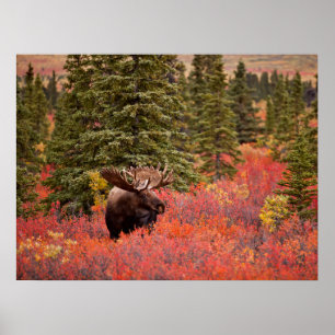 Bull Moose Permanent in Red Dwarf Birch Poster