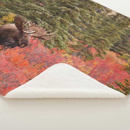 Bull Moose Permanent in Red Dwarf Birch Sherpa Deken (3/4)