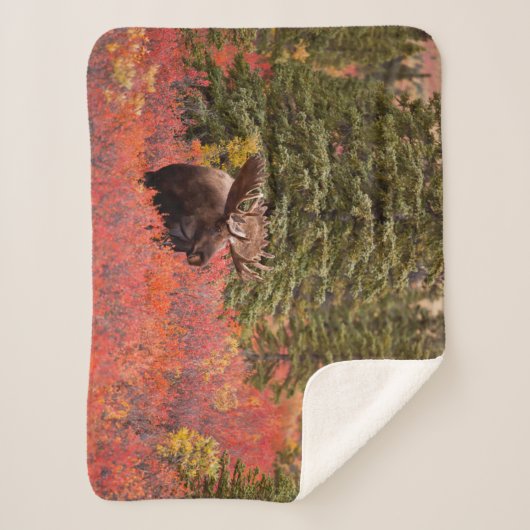 Bull Moose Permanent in Red Dwarf Birch Sherpa Deken (Voorkant)