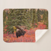 Bull Moose Permanent in Red Dwarf Birch Sherpa Deken (Voorkant (horizontaal))