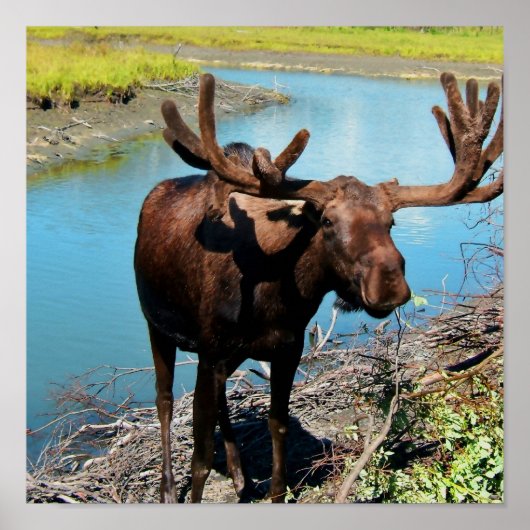 Bull Moose Poster Print (Voorkant)