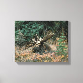 Bull Moose Rests in Vegitation Wrapped Canvas Prin (Voorkant)