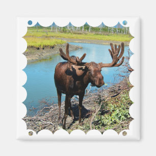 Bull Moose Square Magnet Magneet
