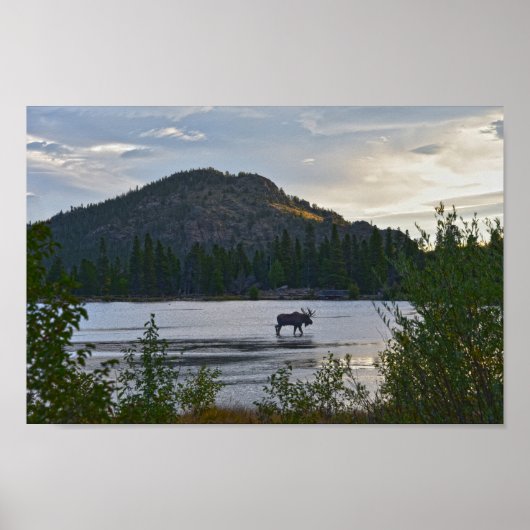 Bull Moose, Sunrise, Sprague Lake, Colorado Poster (Voorkant)