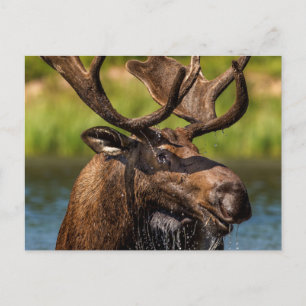 Bull-mose-voeding in Glacier National Park Briefkaart