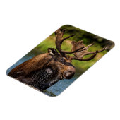 Bull-mose-voeding in Glacier National Park Magneet (Linkerzijde)