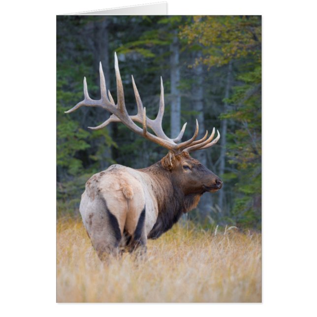 Bull Rocky Mountain Elk (Voorkant)