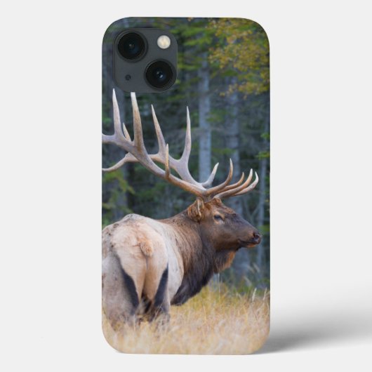 Bull Rocky Mountain Elk Case-Mate iPhone Case (Achterkant)