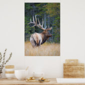 Bull Rocky Mountain Elk Poster (Keuken)