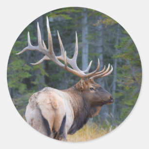 Bull Rocky Mountain Elk Ronde Sticker