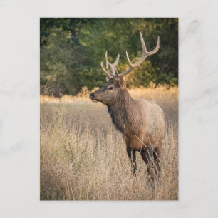 Bull Roosevelt Elk in gras   Staat Washington Briefkaart