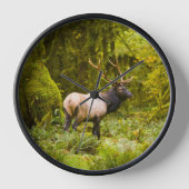 Bull Roosevelt Elk permanent in beemdje (Voorkant)