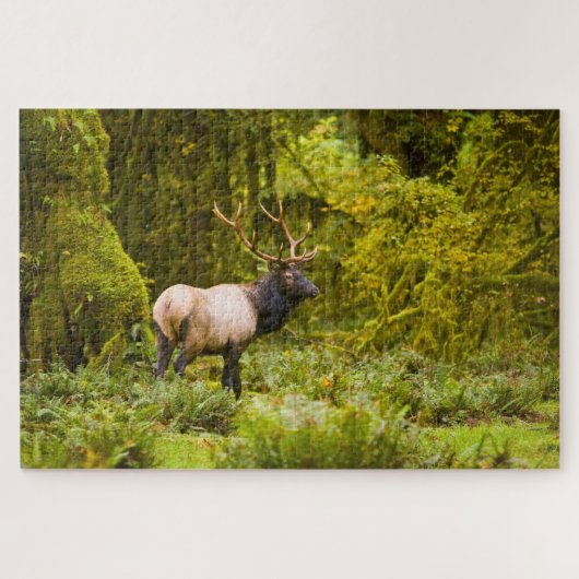 Bull Roosevelt Elk permanent in beemdje Legpuzzel (Horizontaal)