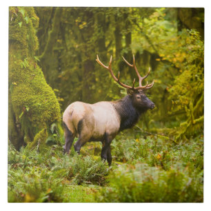Bull Roosevelt Elk permanent in beemdje Tegeltje