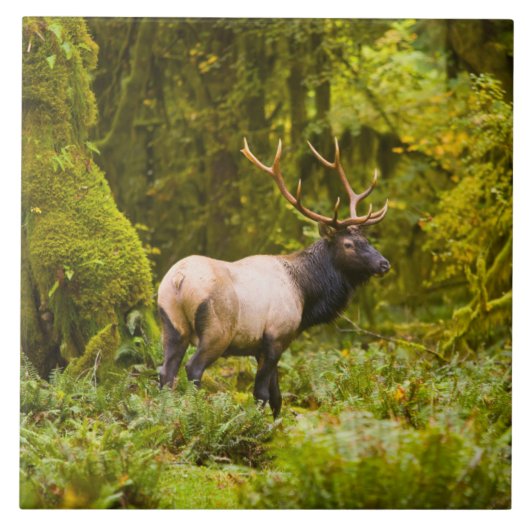 Bull Roosevelt Elk permanent in beemdje Tegeltje (Voorkant)