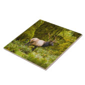 Bull Roosevelt Elk permanent in beemdje Tegeltje (Zijkant)