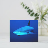 Bull Shark Briefkaart (Staand voorkant)