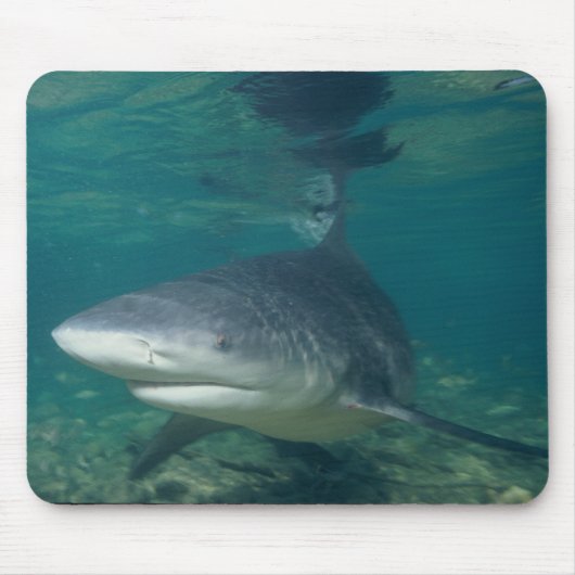 Bull Shark - Carcharhinus leucas Muismat (Voorkant)