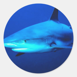 Bull Shark Ronde Sticker