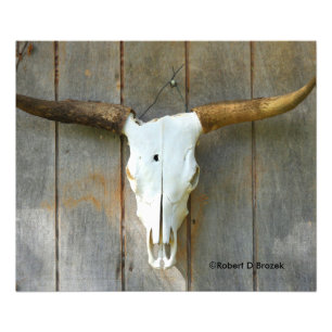 Bull Skull op muur dicht Foto Uitbreiding Afdruk