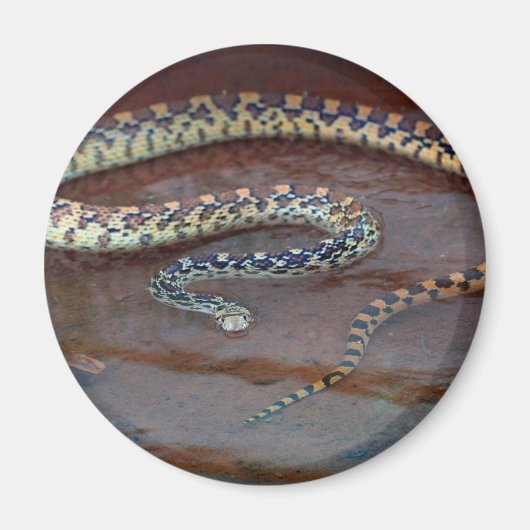 Bull Snake Magneet (Voorkant)