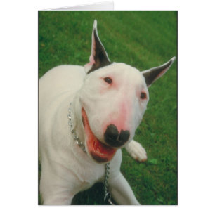 Bull-terrier
