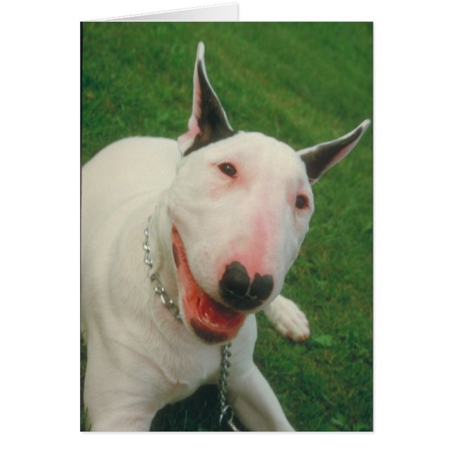 Bull Terrier (Devant)