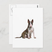Bull Terrier (B) - Brindle en wit Briefkaart (Voorkant / Achterkant)