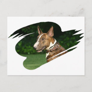 Bull Terrier Briefkaart
