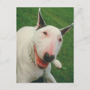 Bull Terrier Briefkaart