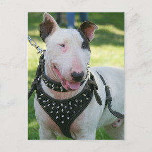 Bull Terrier Briefkaart