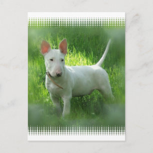 Bull Terrier Briefkaart